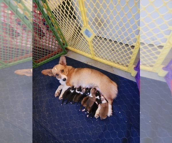 Medium Photo #1 Pembroke Welsh Corgi Puppy For Sale in BENTS FORT, CO, USA