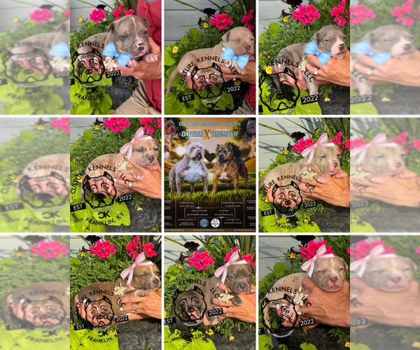 Medium Photo #1 American Bully Puppy For Sale in FRANKLIN, KY, USA