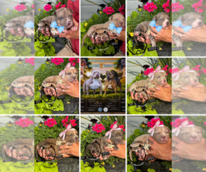 American Bully Puppy for sale in FRANKLIN, KY, USA