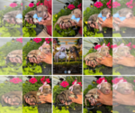 Image preview for Ad Listing. Nickname: Litter of 8