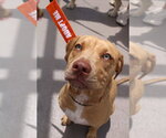 Small #2 American Foxhound-Bulldog Mix