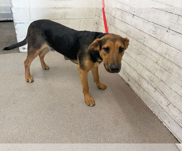 Medium Photo #1 German Shepherd Dog-Unknown Mix Puppy For Sale in San Bernardino, CA, USA