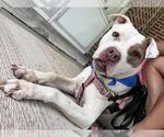 Small #1 Bullboxer Pit