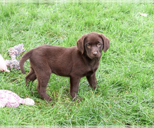Medium Photo #3 Labrador Retriever Puppy For Sale in SYRACUSE, IN, USA