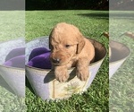Small Photo #4 Labradoodle Puppy For Sale in DURHAM, CA, USA