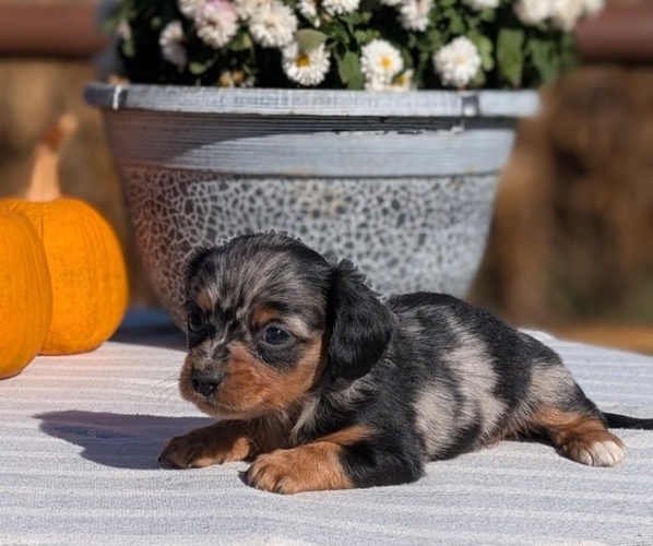 Medium Photo #6 Dachshund Puppy For Sale in GOSHEN, IN, USA