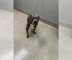Mutt Dogs for adoption in Las Vegas, NV, USA