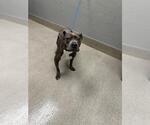 Small Mutt