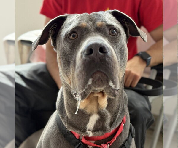 Medium Photo #10 Mutt Puppy For Sale in Canton, CT, USA