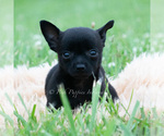 Small #2 Chihuahua