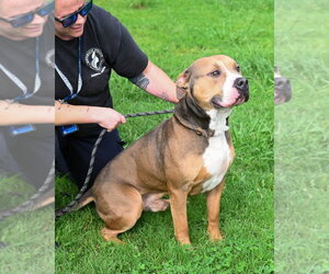 American Bulldog-Unknown Mix Dogs for adoption in Glen Allen, VA, USA
