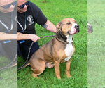 Small American Bulldog Mix