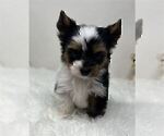 Small #5 Yorkshire Terrier