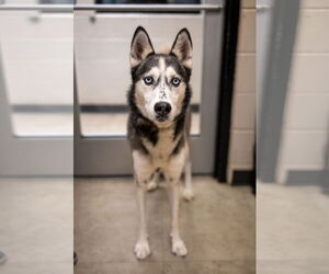 Siberian Husky Dogs for adoption in Rowlett, TX, USA