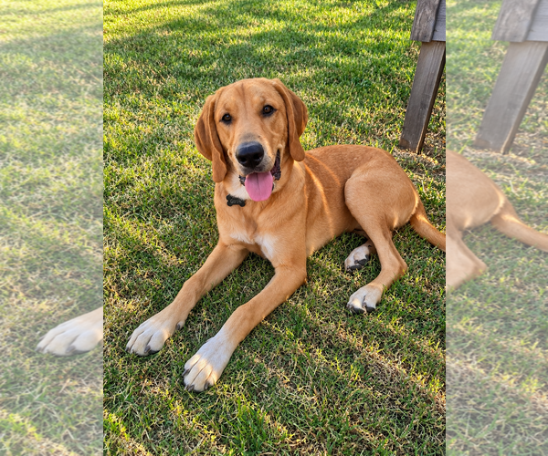 Medium Photo #4 Golden Retriever Puppy For Sale in Dallas, TX, USA