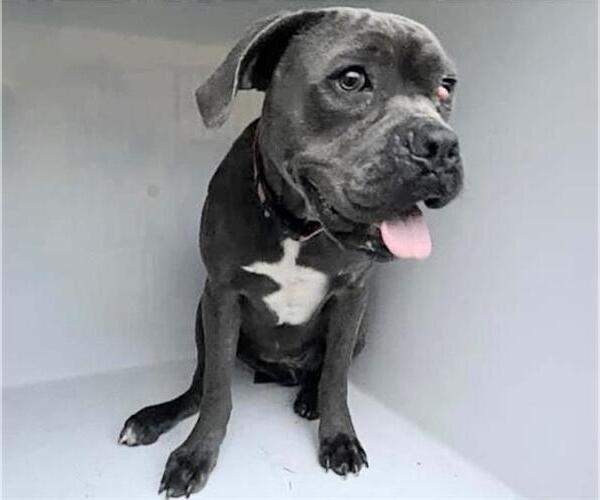 Medium Photo #1 Mutt Puppy For Sale in Houston, TX, USA