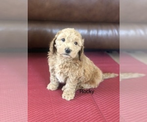 Labradoodle-Poodle (Toy) Mix Puppy for sale in HOOPER, UT, USA