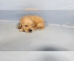 Small #8 Golden Retriever