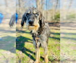Small Photo #3 Aussiedoodle Puppy For Sale in Pacolet, SC, USA