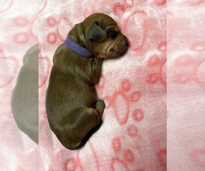 Dachshund Puppy for sale in ROWLAND HEIGHTS, CA, USA