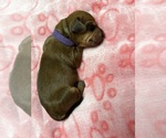 Small Dachshund