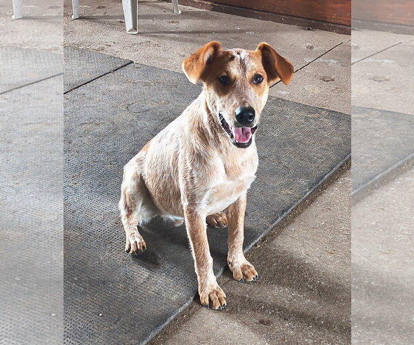 Medium Photo #2 Mutt Puppy For Sale in Garden City, NY, USA