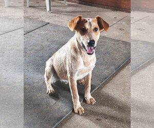 Cooper - Male Mutt Dog for Adoption - Photo #2