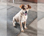 Small #1 Mutt