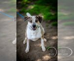 Small Huskies Mix