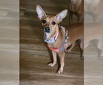 Small #1 Chihuahua Mix