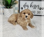 Small #2 Cavapoo (Miniature)