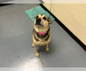 German Shepherd Dog-Unknown Mix Dogs for adoption in Denver, CO, USA