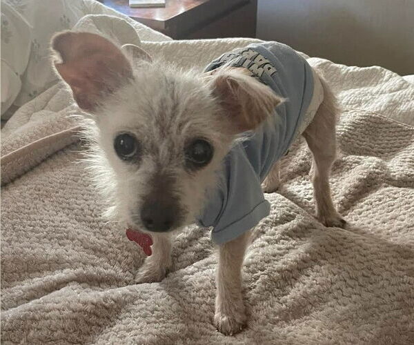 Medium Photo #2 Chihuahua-Unknown Mix Puppy For Sale in San Diego, CA, USA