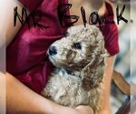 Small Photo #8 Goldendoodle (Miniature) Puppy For Sale in RUSSELLVILLE, MO, USA