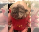 Small Photo #3 French Bulldog Puppy For Sale in PLACERVILLE, CA, USA