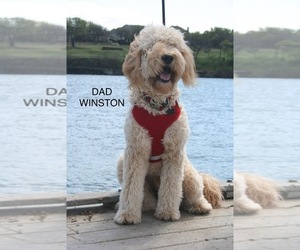 Father of the Goldendoodle puppies born on 06/20/2022
