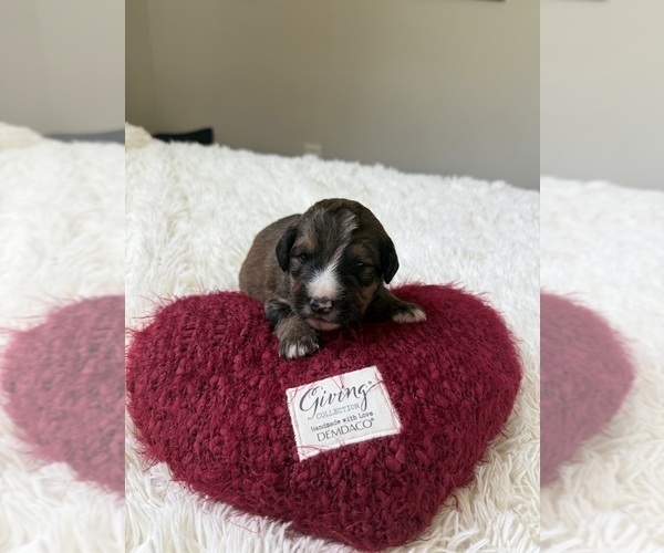 Medium Photo #115 Bernedoodle Puppy For Sale in BELMONT, NC, USA