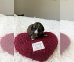 Small #114 Bernedoodle