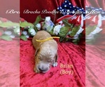 Small #2 Goldendoodle