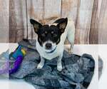 Small #5 Jack-Rat Terrier