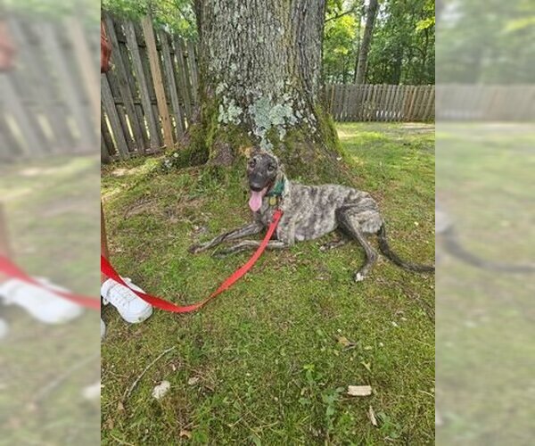 Medium Photo #3 Greyhound Puppy For Sale in Cherry Hill, NJ, USA