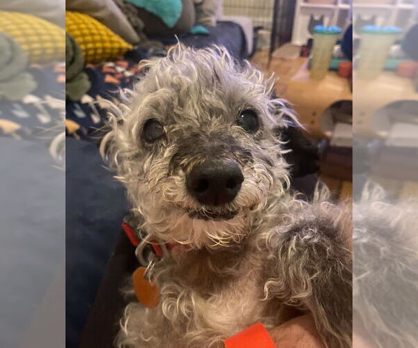 Medium Photo #2 Poodle (Miniature) Puppy For Sale in Greenbelt, MD, USA