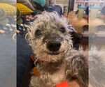 Small #1 Poodle (Miniature)
