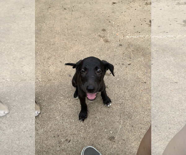 Medium Photo #2 Labrador Retriever-Unknown Mix Puppy For Sale in The Woodlands, TX, USA