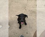 Small #1 Labrador Retriever Mix