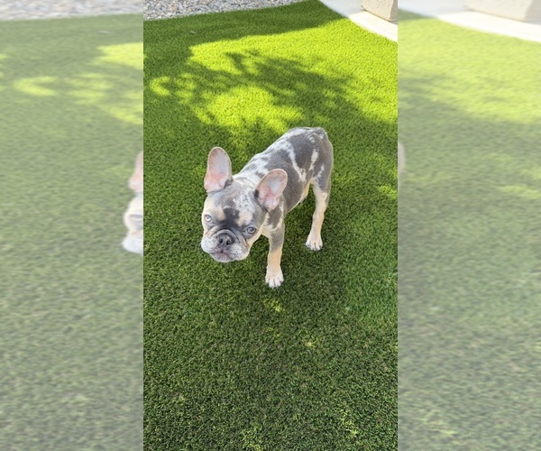 Medium Photo #1 French Bulldog Puppy For Sale in MERIDIAN, ID, USA