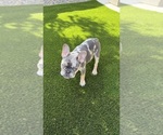 Small French Bulldog