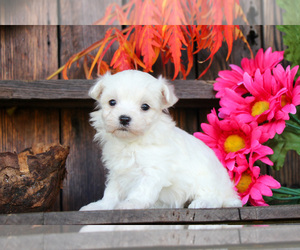 Maltese Litter for sale in BALTIC, OH, USA