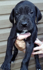 Great Dane Puppy for sale in CLINTON, MO, USA
