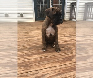 Boxer Puppy for sale in AMHERST, VA, USA